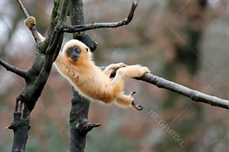 Yellow cheeked gibbon
