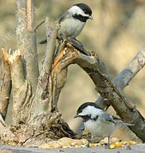 Two Chickadees