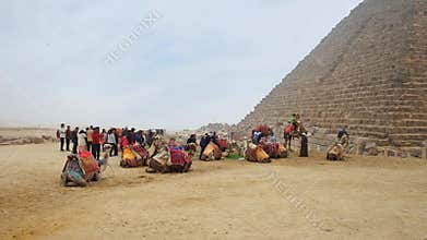 Camels in Giza