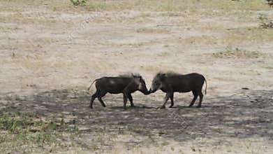 The common warthog Phacochoerus africanus