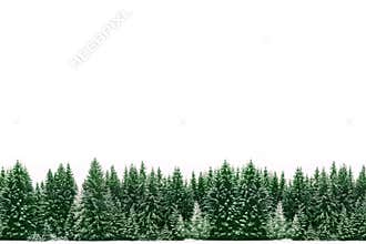 Pine trees forest of green spruces covered by fresh snow during Winter Christmas time as wide frame border background