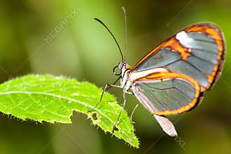 Butterfly on flower. Clearwing butterfly with transparent `glass` wings Greta oto closeup sitting on a green leaf