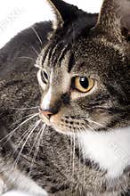 Butterfly Tabby Cat Portrait 09-01