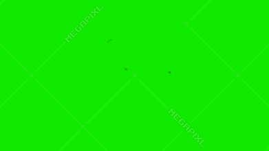 Annoying flies on a Green Screen Background