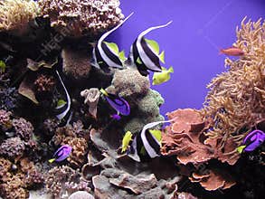 Reef Fish and Corals