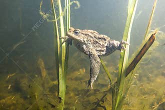 Common Toad Bufo Bufo underwater