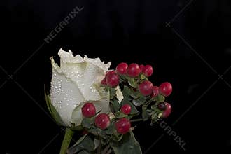 Very pretty white rose with the red berries close up in the sunshine
