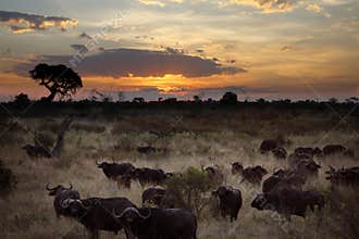 Buffalo - Okavango Delta - Botswana