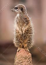 Alertness: watchful meercat on the mound