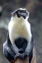 Diana monkey