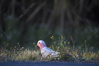 Galah walking along the side of the road
