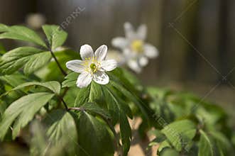 Two anemone nemorosa spring flowers, wood anemones in bloom