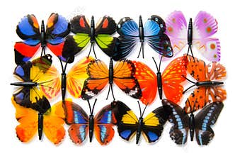 The colourful butterfly isolated on white background