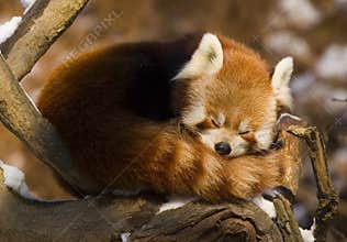 Red panda (Ailurus fulgens)