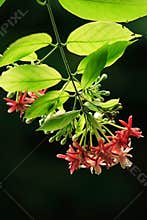 Wild Flower