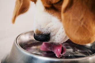 Beagle dog drinking water
