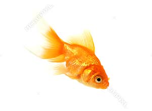 Gold Fish