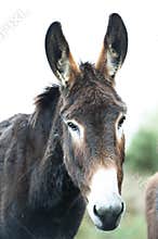 Donkey - sad looking doney