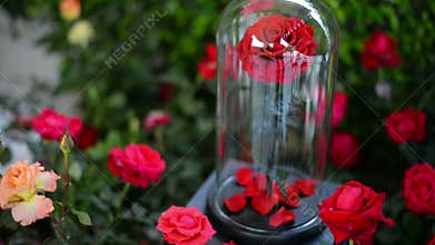 Red rose flowers in glass dome