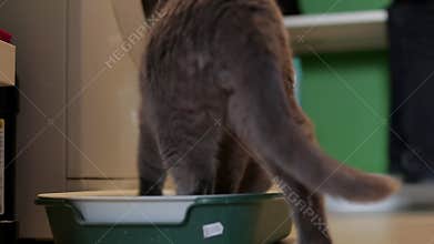 Long hair cat using the litter box at home, pet care and hygiene concept.