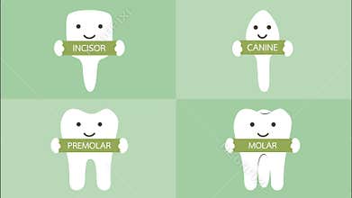 Happy tooth type with detail word - incisor, canine, premolar, molar, kind of teeth
