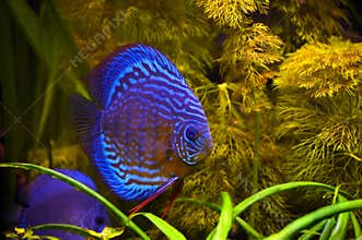 Blue Turquoise Discus Fish