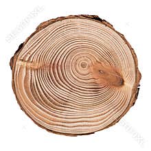 Larch cross section of tree trunk showing rings isolated on white background.