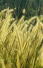 A vertical frame of natural landscape tropical forest grass.