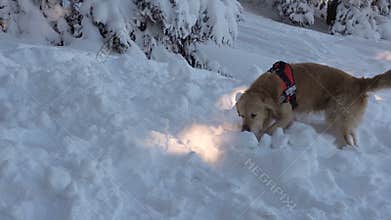 Mountain rescue dog 4k