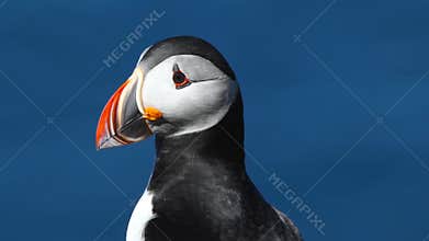 Close-up of Atlantic puffins in Iceland