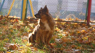 Dog in the Autumn Park