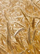 Barley field