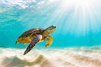 Hawaiian Green Sea Turtle cruising in the warm waters of the Pacific Ocean