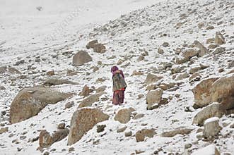 Old lady climb into dangerous areas to bring home the lost yaks