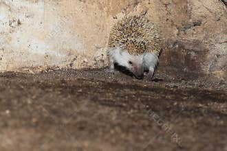 Four-toed hedgehog