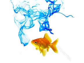Blue Color Ink And Goldfish