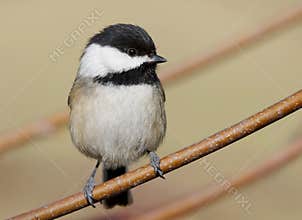A Very Tiny Bird Called a Black-capped Chickadee