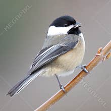 A Happy Friendly Small Cute Bird Called a Chickadee