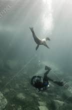 Diver and Sea Lion