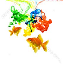 Color Ink Colorful Goldfish