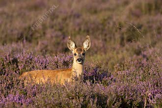 Young Roe deer