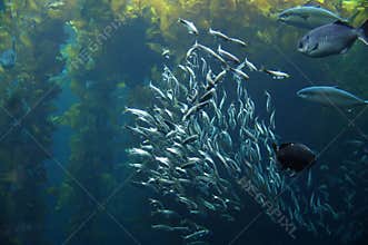 School of Fish