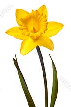 Yellow daffodil isolated