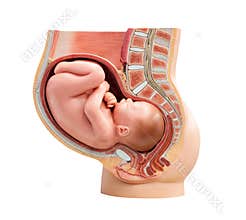 Section to a woman womb