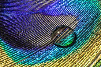 Drop on Peacock feather