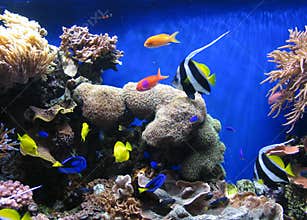 Fish 2
