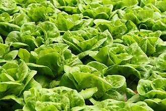 Lettuce