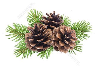 Branch of Christmas tree with pine cones isolated on white background