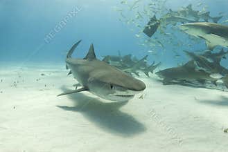 Tiger Shark with Feeding Lemons