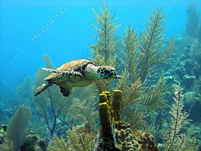 Beautiful little sea turtle